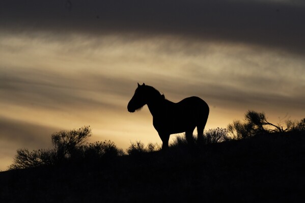 US judge in Nevada hands wild horse advocates rare victory in ruling on mustang management plans