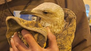 Trespassing bird causes travel chaos at Brighton station