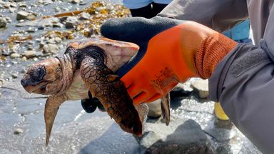 Loggerhead turtles wash up in UK - thousands of miles away from home