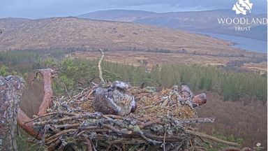 Osprey who rose to fame during lockdown welcomes earliest egg of season