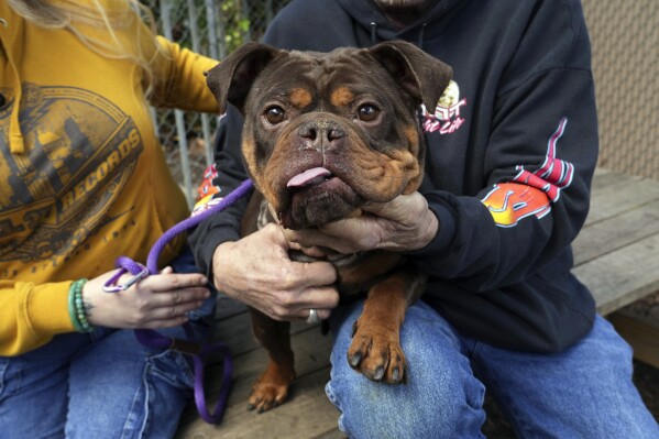 Finding an apartment may be easier for California pet owners under new legislation