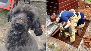 Dog rescued after getting trapped under home in Swansea