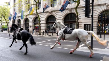 Two horses which bolted through central London in a 'serious condition'