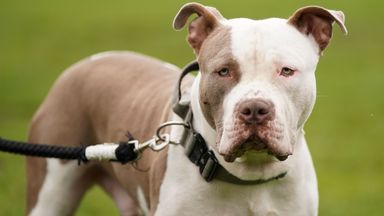 Campaigners against government's XL bully dogs ban given green light to bring High Court challenge