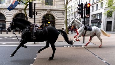 Military horses that bolted through London being 'closely observed' after surgery - with others set to return to duty