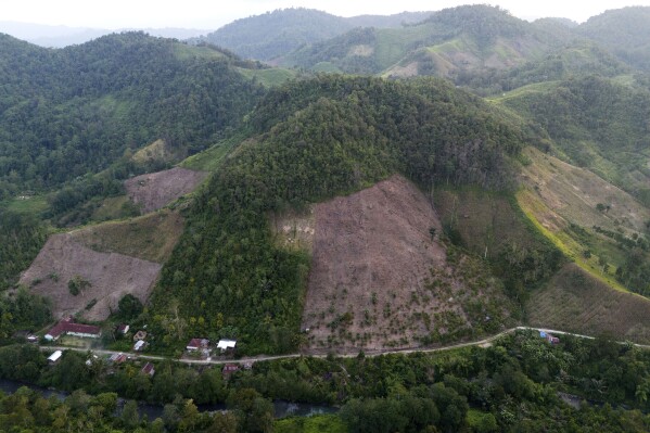 Deforestation in Indonesia spiked last year, but resources analyst sees better overall trend