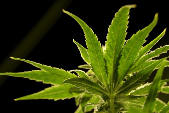 US drug control agency will move to reclassify marijuana in a historic shift, AP sources say