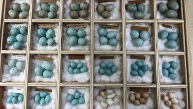 Prolific egg thief Daniel Lingham sentenced for third time for stealing thousands of wild bird eggs in Norfolk