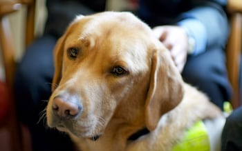 Visually impaired workers ‘unfairly targeted’ as Guide Dogs for the Blind lays off staff