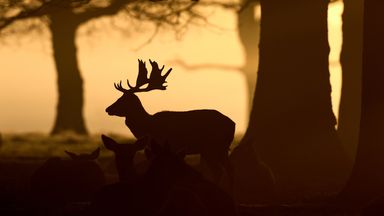 Police probe after beheaded deer found near cemetery in Inverness