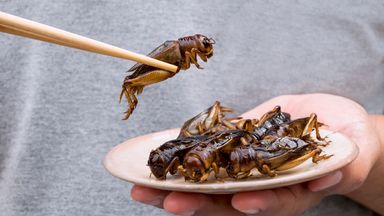 'Disgust factor' must be overcome if planet-friendly insect food to become mainstream