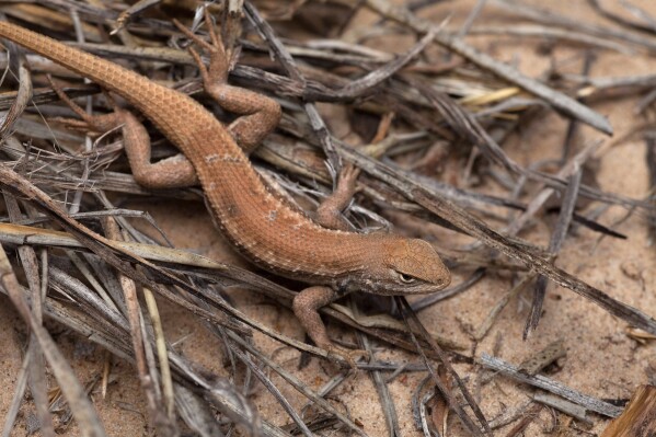 New endangered listing for rare lizard could slow oil and gas drilling in New Mexico and West Texas