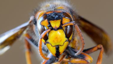 Public told to report Asian hornet sightings amid warning of surge in invasive species