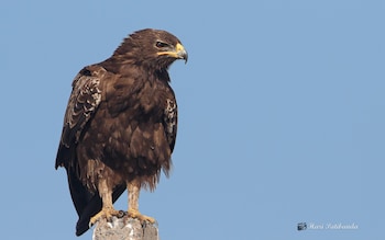 Migrating eagles are avoiding war-torn Ukraine