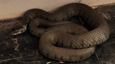 Snakes force COVID vaccination centre in Wales to close