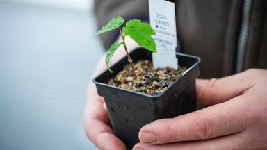 King Charles receives first seedling from felled Sycamore Gap tree