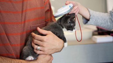 June deadline for cat owners to microchip pets or face fine - what you need to know