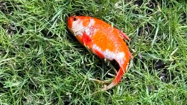 Junior doctor goes viral after rescuing live fish from garden lawn in Newcastle