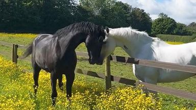 Runaway horses that bolted through London while injured pictured as they make 'remarkable recovery'