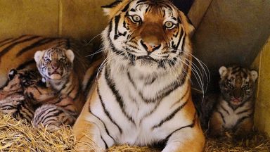 Rare Amur tiger cubs 'doing really well' at Longleat safari park