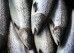 The UN says more aquatic animals were farmed than fished in 2022. That’s the first time in history