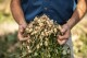 You don’t have to live in the tropics to grow peanuts