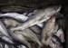 Canada ends cod moratorium in Newfoundland after more than 30 years