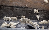 Melting ice threatens school run as polar bears forced inland