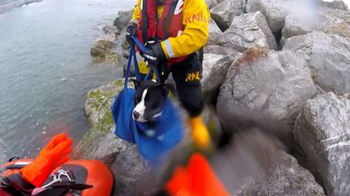 Dog and owner rescued by lifeboat after getting stranded on rocks