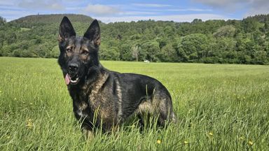 Missing police dog that disappeared in Scottish Highlands found after search