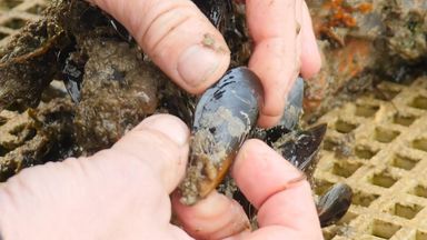 Fibreglass from boats found in marine food chain for first time