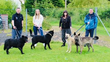 The Moffat six: Dogs rescued after fatal sheep attack meet rescuers one year on as they now seek forever homes