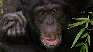 Edinburgh Zoo chimpanzee dies after suffering severe injuries in troop fight