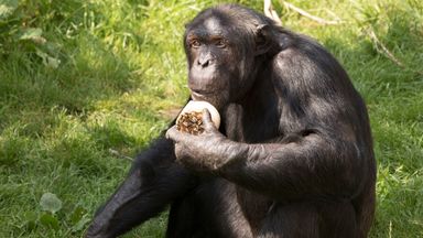 Edinburgh Zoo chimpanzee returns to troop after testicular surgery following deadly fight