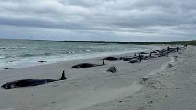 77 whales dead after mass stranding in Orkney