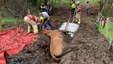 Fire crews rescue 20-year-old horse from bog in Brecon