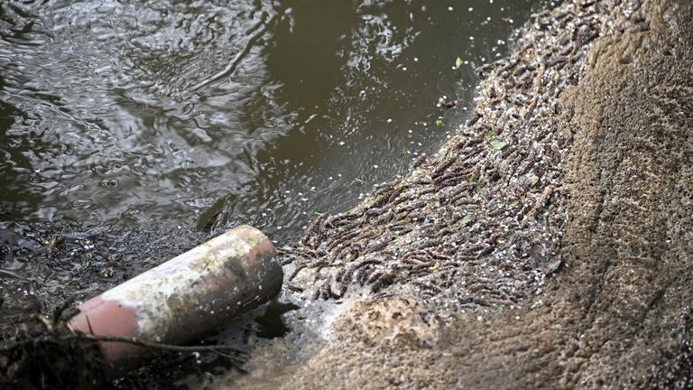 All wastewater companies in England and Wales face Ofwat investigation over sewage spills