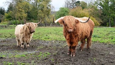 Online scammers put Muiravonside Country Park Highland cows up for sale