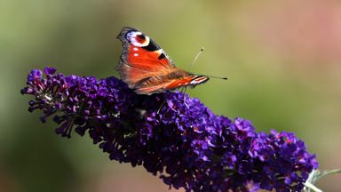 Public urged to count butterflies amid climate crisis threat