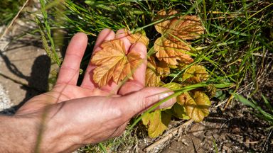 Eight new shoots emerge from Sycamore Gap stump