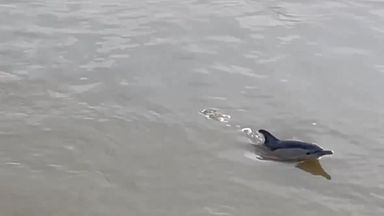 Two dolphins found dead on the bank of River Thames