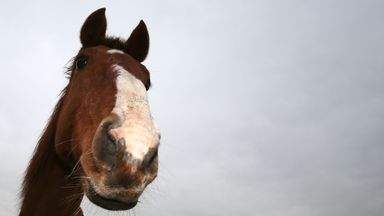 Horses are smarter than previously thought, researchers say