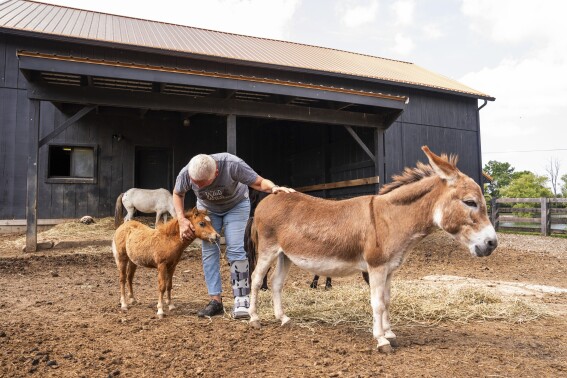 Mini farm animals are adorable. There’s also a growing demand for them