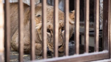 Ukrainian lion with 'shellshock' being rescued for new life in UK