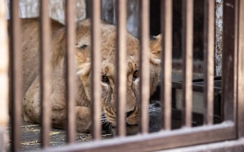 Lioness with shellshock rescued from Ukraine by British animal sanctuary