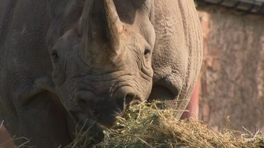 Chester Zoo sets ambitious net zero targets - with help of new green technology