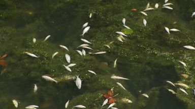 Walsall: About 90kg of dead fish removed from canal after chemical spill