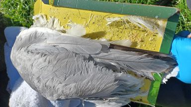 Public urged to keep an eye out for illegal snares after seagull stuck in glue trap in Aberdeen