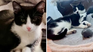 Warning to pet owners after cats die in suspected poisonings