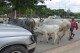 Cows obstruct Nigeria’s capital as climate change and development leave herders with nowhere to go